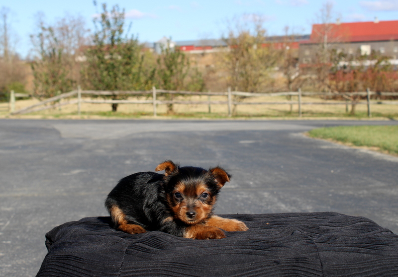 puppy, for, sale, Yokshire Terrier, Matthew B. Stoltzfus, dog, breeder, Gap, PA, dog-breeder, puppy-for-sale, forsale, nearby, find, puppyfind, locator, puppylocator, aca